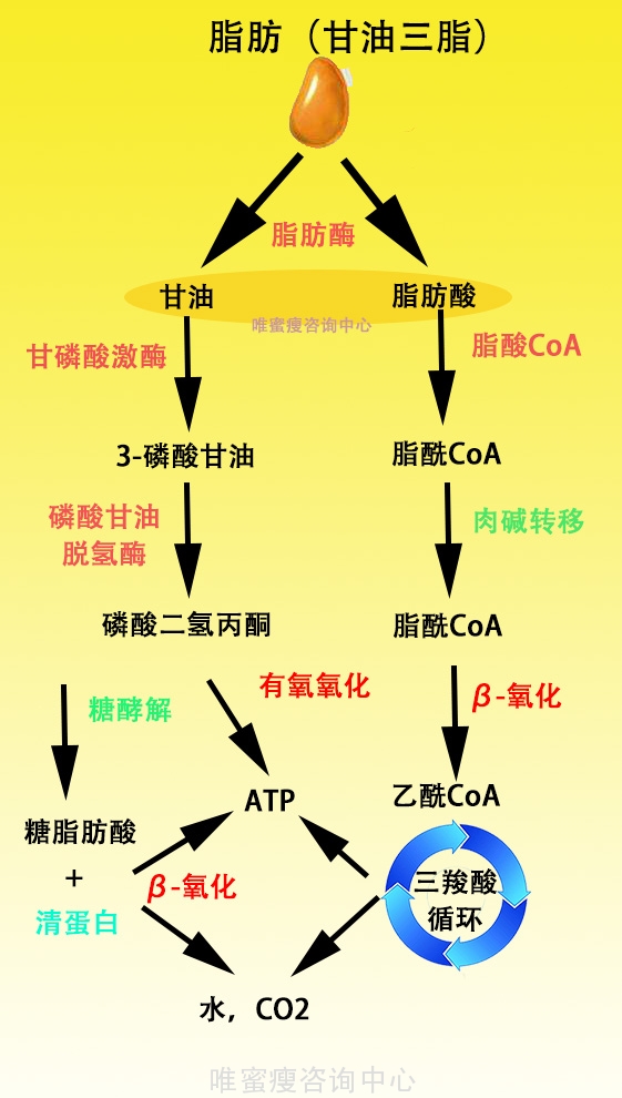 大胃王萌梓肚子秀肚子_肚子怎样减肥_肖大肚子减肥茶