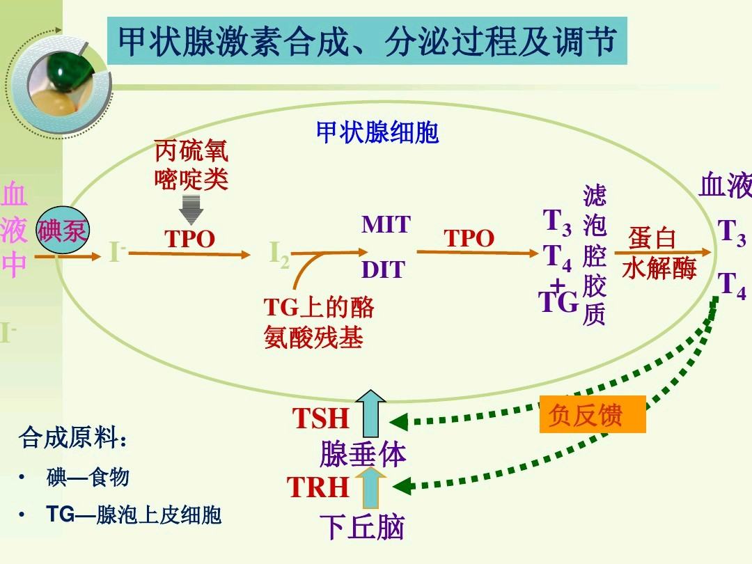 通道蛋白是载体蛋白吗_蛋白质的互补最常用的是_转运蛋白是载体蛋白吗