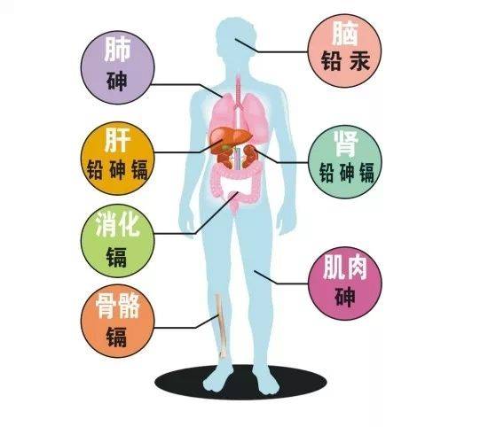 重金属中毒案例_金属中毒属于细菌吗_金属中毒为什么吃牛奶