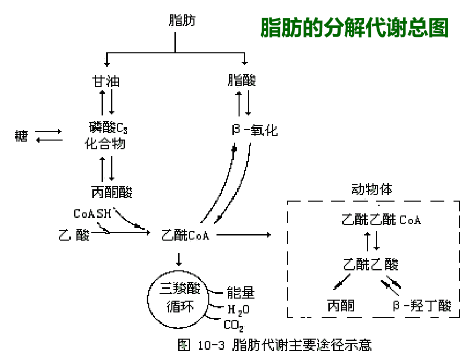 血浆饮料作用_血浆渗透压作用_血浆饮料制作方法