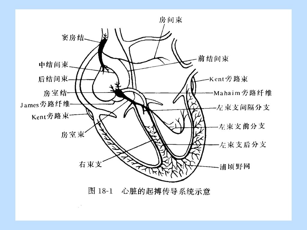 上海事业单位医疗招聘：心传导系统之窦房结细胞系统