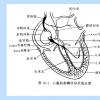 上海事业单位医疗招聘：心传导系统之窦房结细胞系统