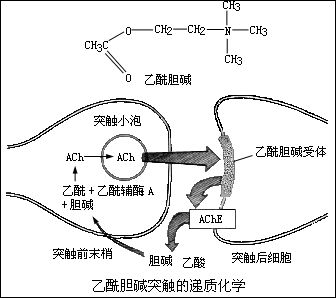 济宁医学院附属医院：GCH1和BH4疼痛的关系对探明神经性疼痛产生机制