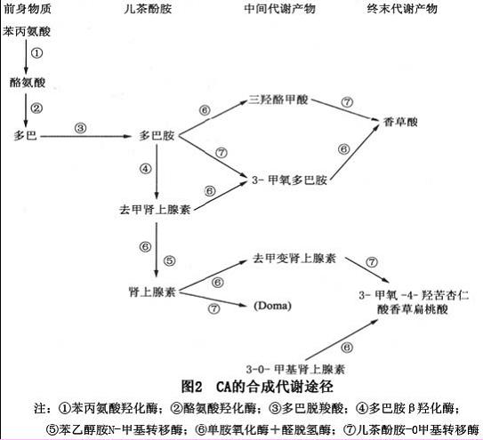 鸟苷酸环化酶 信号通路_磷酰肌酶信号通路_白带常规清洁度3唾液酸苷酶加