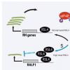 分子对接结果显示金丝桃苷与新型冠状病毒3CL（SARS-19）的作用机制
