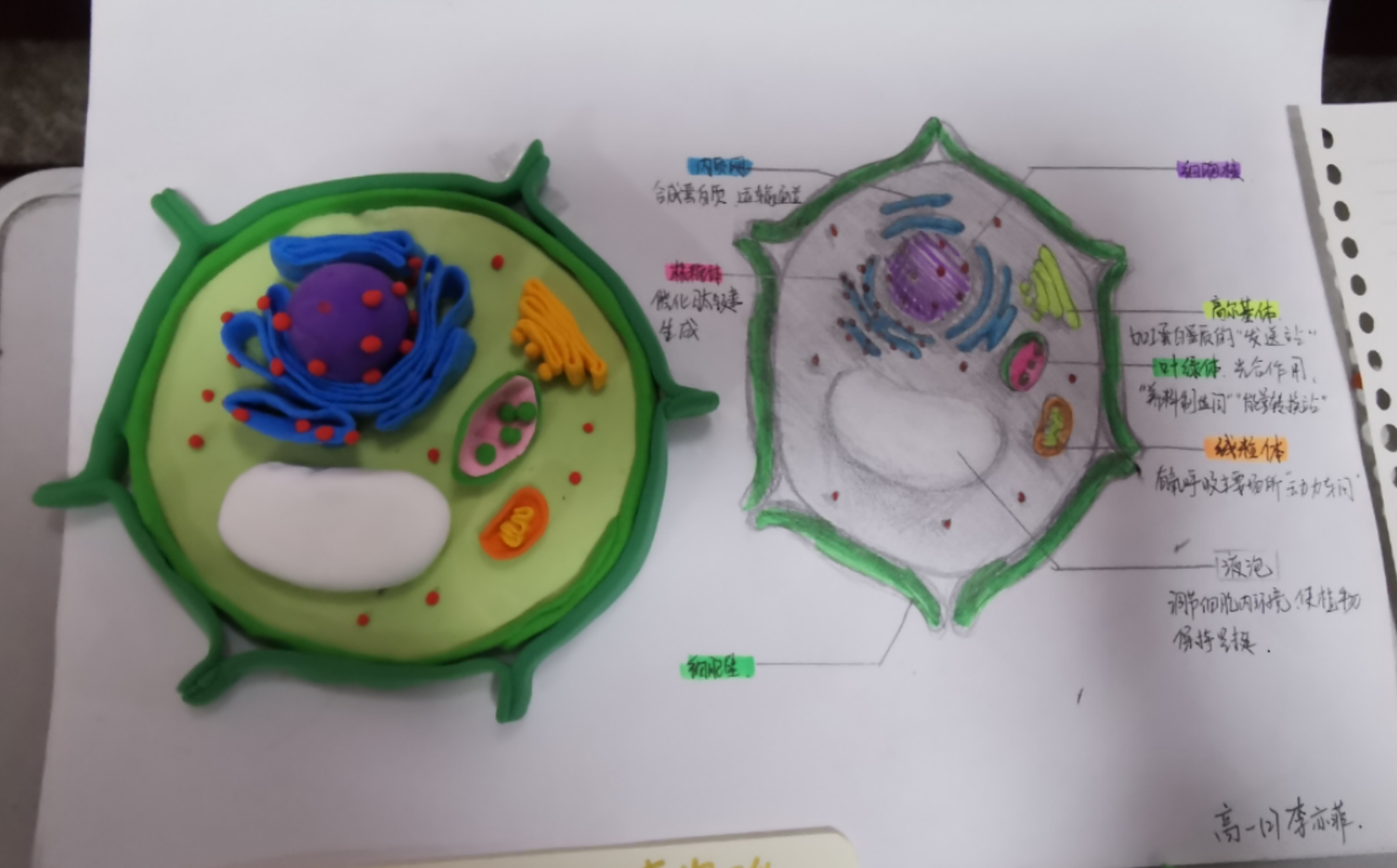 点突变技术_体细胞突变育种的技术_突变点定义