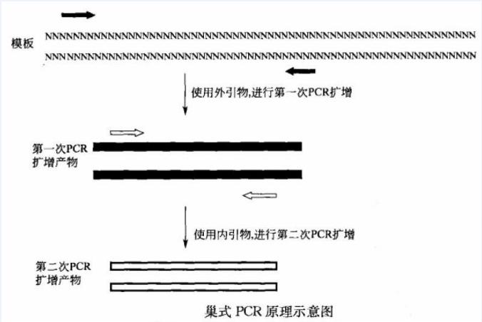 基因定点突变技术过程_乙肝病毒p区突变点检测_点突变技术