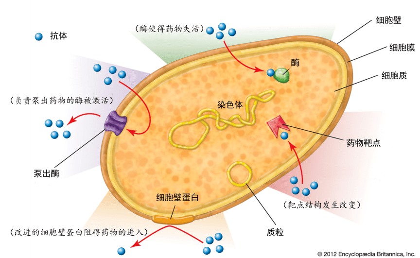 乙肝病毒p 区突变点检测_点突变技术_体细胞突变育种的技术