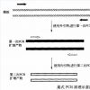 基于突变基因的特定氨基酸序列和蛋白质结构的关系研究