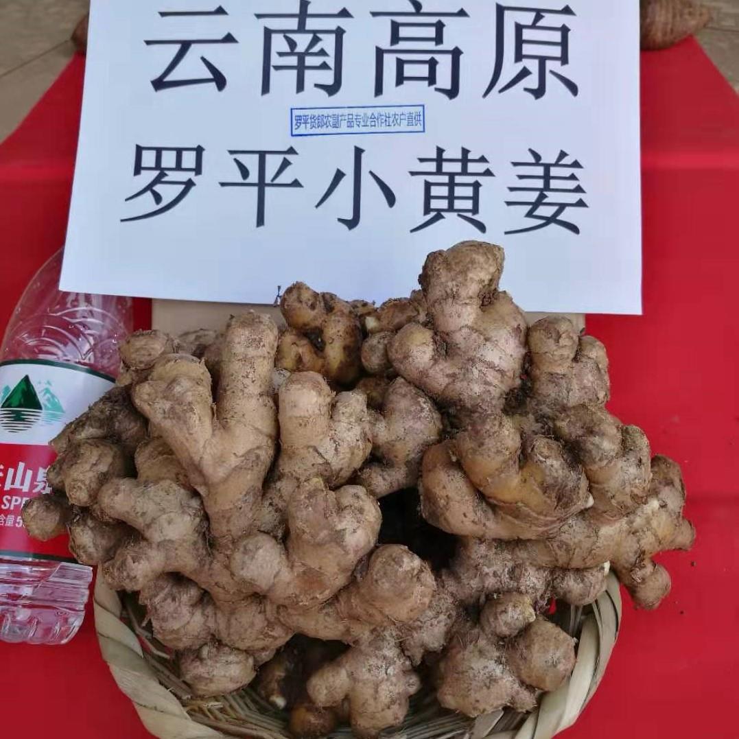 安丘黄姜价格