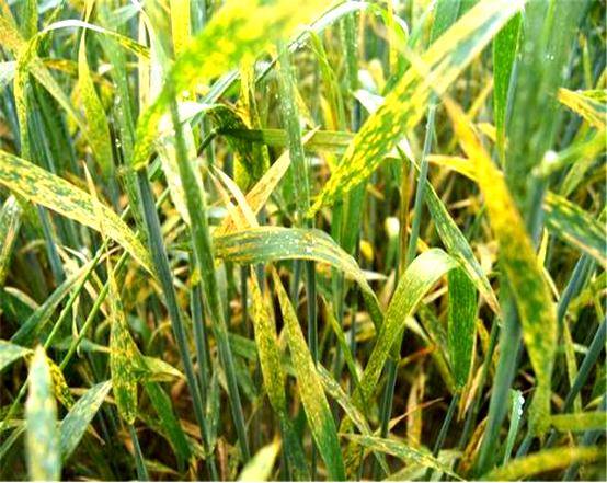 小麦麦尖发黄打什么药发黄一般可喷施生根剂