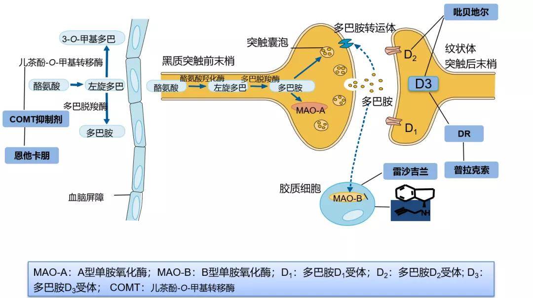 多巴胺是什么东西_多巴胺能和多巴胺受体激动剂_多巴胺是哪里分泌的