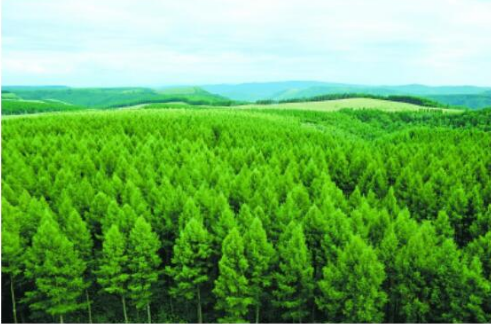 森林碳汇是指_1亩森林碳汇交易价格_碳汇交易价格