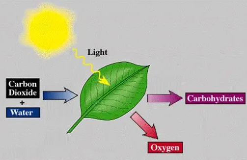 吸收阳光：人工光合作用有望提供清洁、可持续的能源