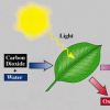 吸收阳光：人工光合作用有望提供清洁、可持续的能源