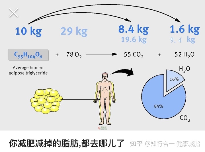 陈金西医生细胞种植_细胞新陈代谢_肿瘤细胞蛋白质代谢