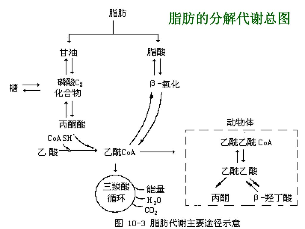 细胞新陈代谢_肿瘤细胞蛋白质代谢_陈金西医生细胞种植