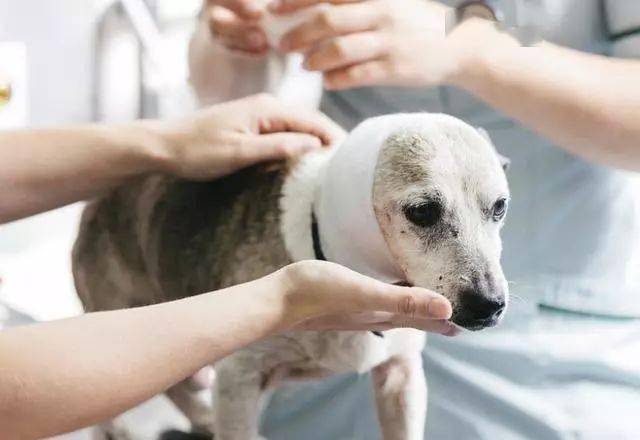 一下处理狗狗伤口的常规步骤，帮助狗狗避免再次出现感染发炎