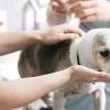 一下处理狗狗伤口的常规步骤，帮助狗狗避免再次出现感染发炎
