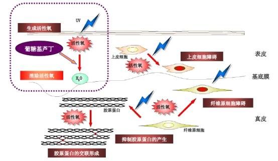 小牛血去蛋白和小牛血清去蛋白_进口人血清白蛋白价格_血清白蛋白转换