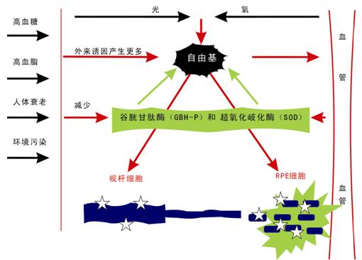 进口人血清白蛋白价格_小牛血去蛋白和小牛血清去蛋白_血清白蛋白转换