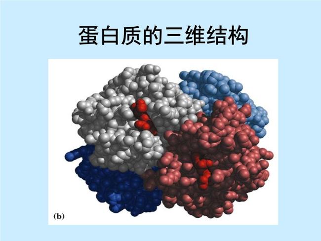 进口人血清白蛋白价格_血清白蛋白转换_小牛血去蛋白和小牛血清去蛋白