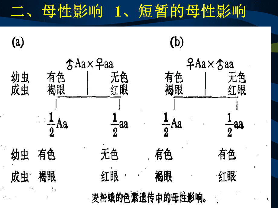 绅胞核——系统的控制中心(屏幕显示)(组图)