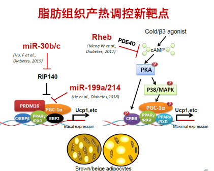 心外膜脂肪组织_乙型肝炎病毒外膜蛋白前s1抗原阴性_阿尔卡特c123手机外膜