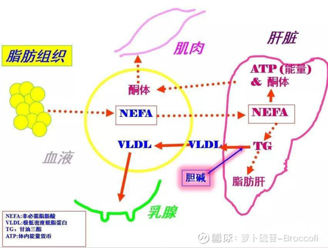 心外膜脂肪组织_乙型肝炎病毒外膜蛋白前s1抗原 阴性_线粒体外膜在有氧呼吸中的作用