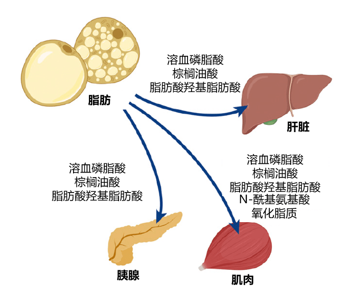 线粒体外膜在有氧呼吸中的作用_心外膜脂肪组织_乙型肝炎病毒外膜蛋白前s1抗原 阴性