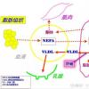 棕色脂肪组织(brownadiposetissuetissue，BAT)第一次被提出