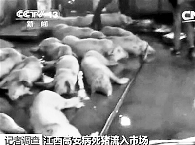 江西 病死猪_上海黄浦江死猪_5个病死猪图片