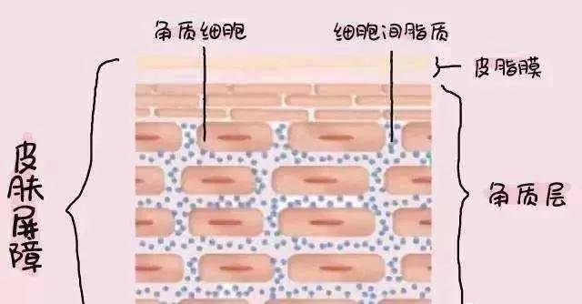 睫毛代谢周期是28天么?_人体细胞代谢周期_苯巴比妥钠的代谢周期