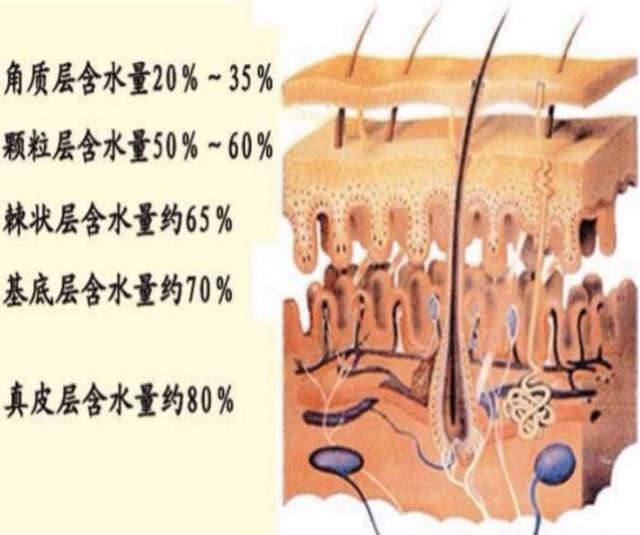 人体细胞代谢周期_苯巴比妥钠的代谢周期_睫毛代谢周期是多久