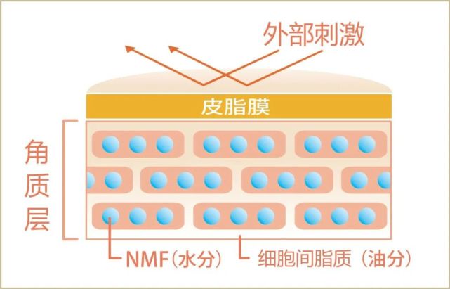 人体细胞代谢周期_睫毛代谢周期是多久_苯巴比妥钠的代谢周期