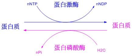 岩质边坡稳定分析_蛋白质组分析_质怎么组词语