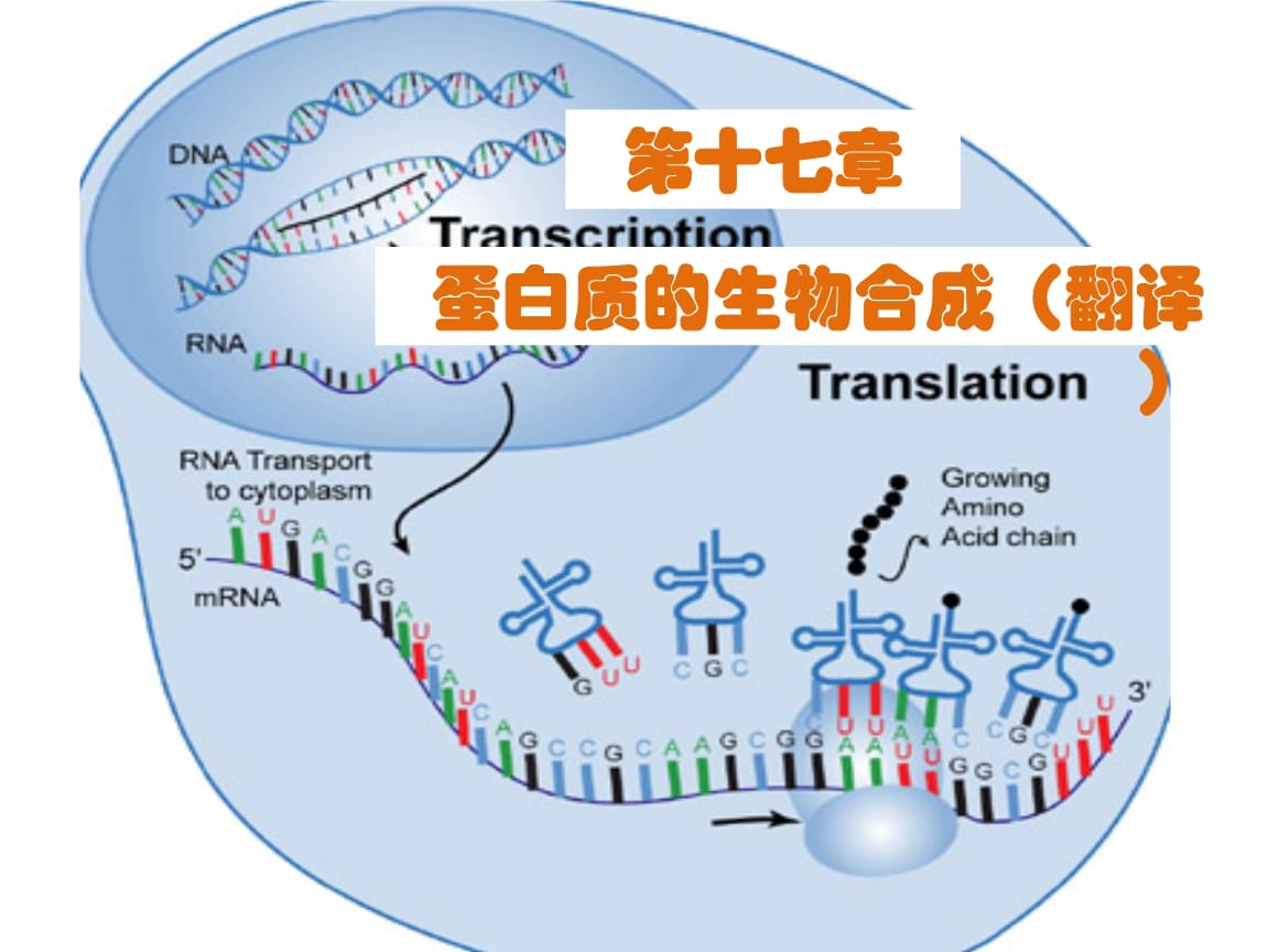 高尔基体蛋白和内网质_黏液质气质自己分析_蛋白质组分析