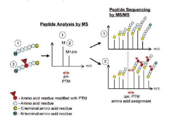 蛋白质组分析_高尔基体蛋白和内网质_黏液质气质自己分析