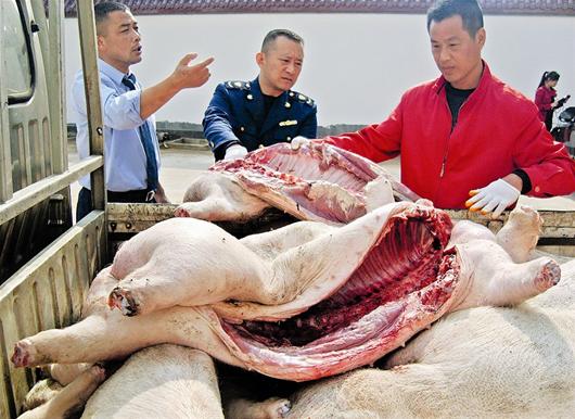 江西高安市不少被猪贩子长期收购仅7省市年销售2000多万元