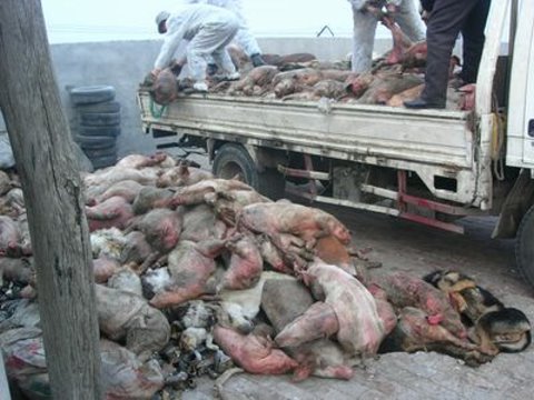 线粒体脑肌病怎么处理_死猪处理_江西病死猪处理