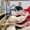 江西高安市不少被猪贩子长期收购仅7省市年销售2000多万元