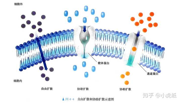 一种赭曲霉毒素A富集净化材料及其制备方法和应用