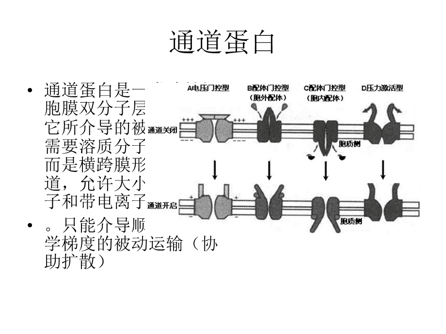 血清白蛋白浓度_小牛血去蛋白和小牛血清去蛋白_人血清白蛋白纳米粒