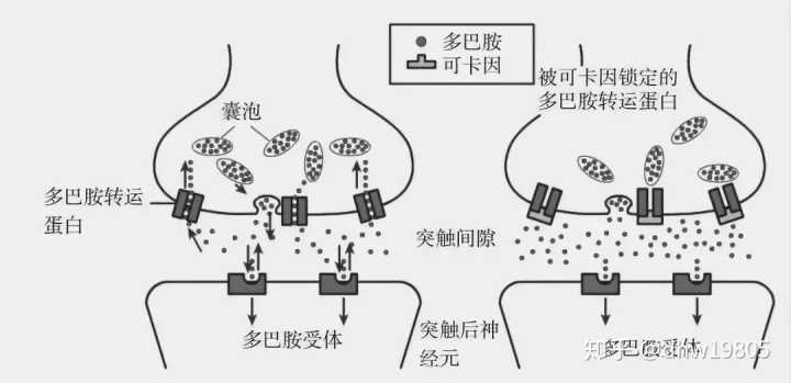 
什么是瘾？我们为什么会上瘾？多巴胺在作怪，多巴胺作怪