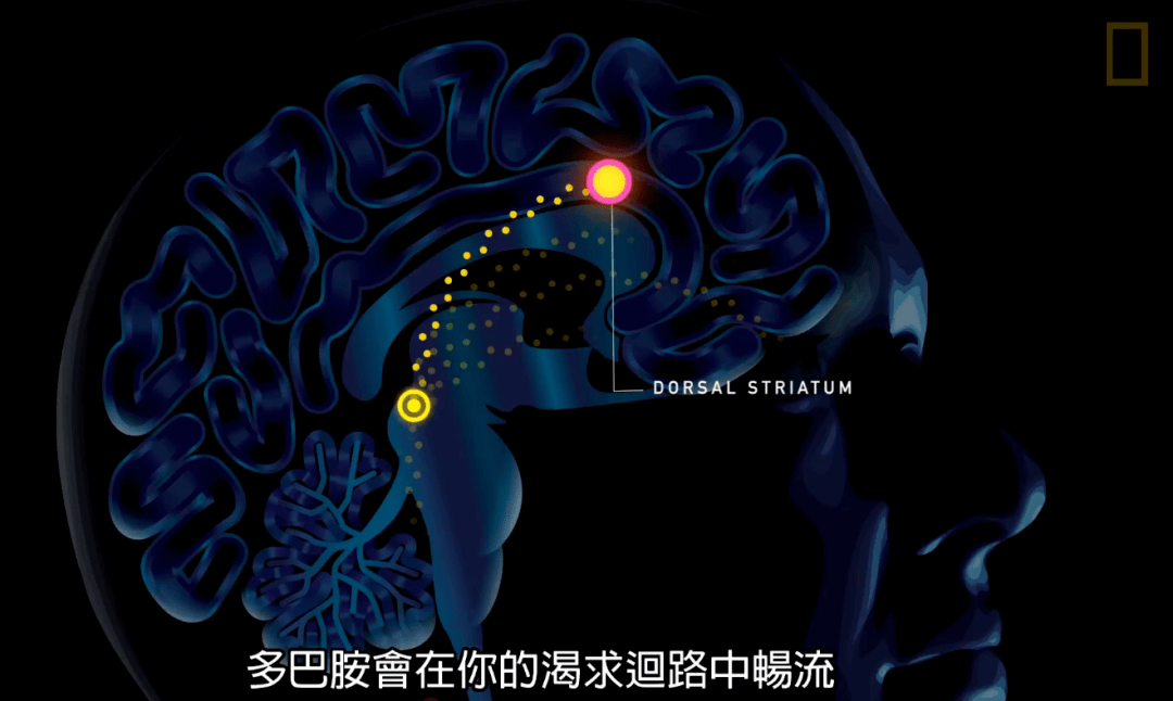 大脑分泌多巴胺_促进多巴胺分泌_怎么分泌多巴胺