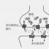 
什么是瘾？我们为什么会上瘾？多巴胺在作怪，多巴胺作怪