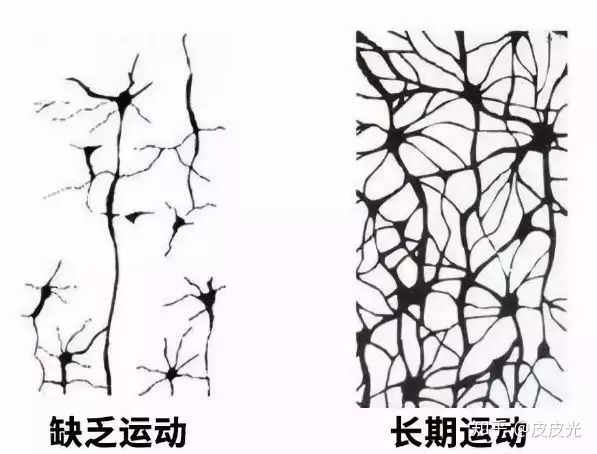 怎么分泌多巴胺_大脑分泌多巴胺_跑步分泌多巴胺