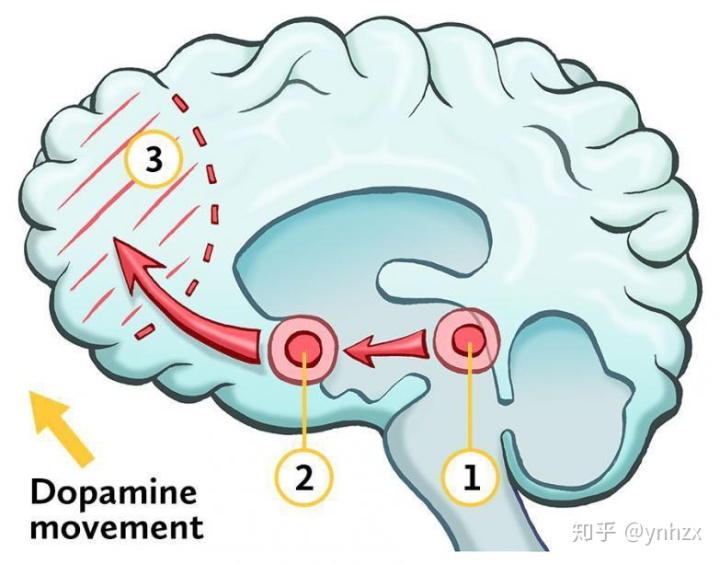 大脑分泌多巴胺_分泌多巴胺_怎么分泌多巴胺