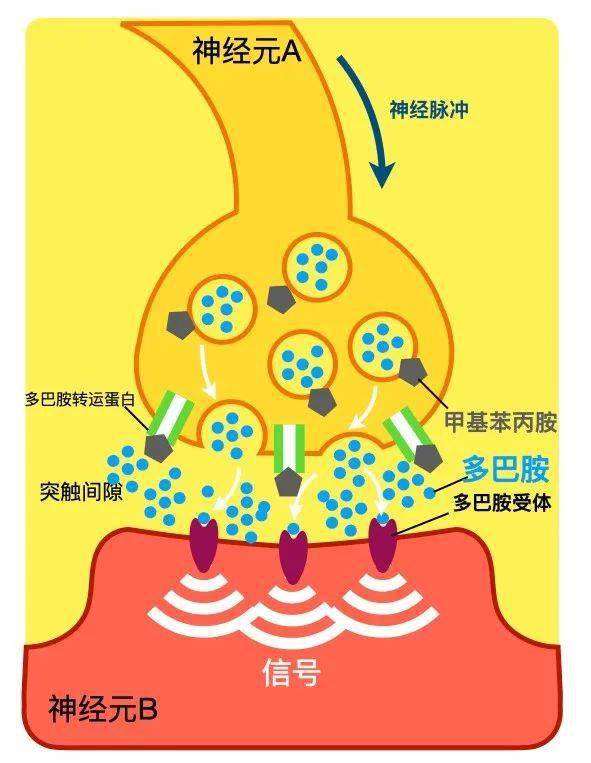 大脑分泌多巴胺 一下这么久技术，知道“爱情”是如何产生的么？