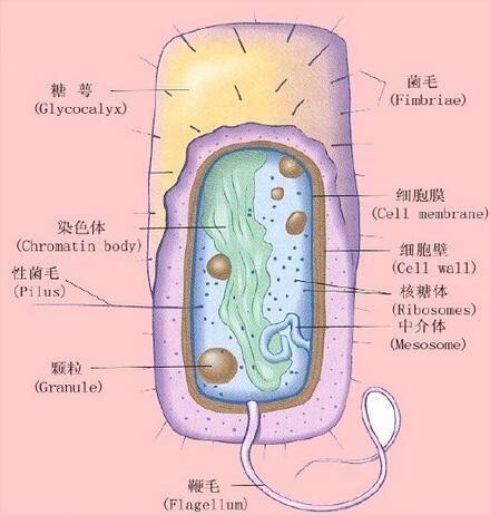 第一章微生物的形态和构造（一）